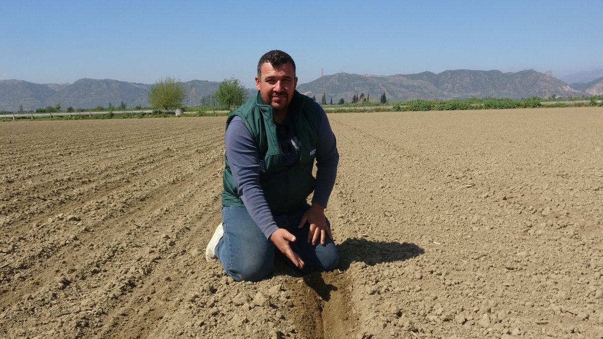 Aydın'da pamuk yerine ayçiçeği üretimine yönelim oluştu