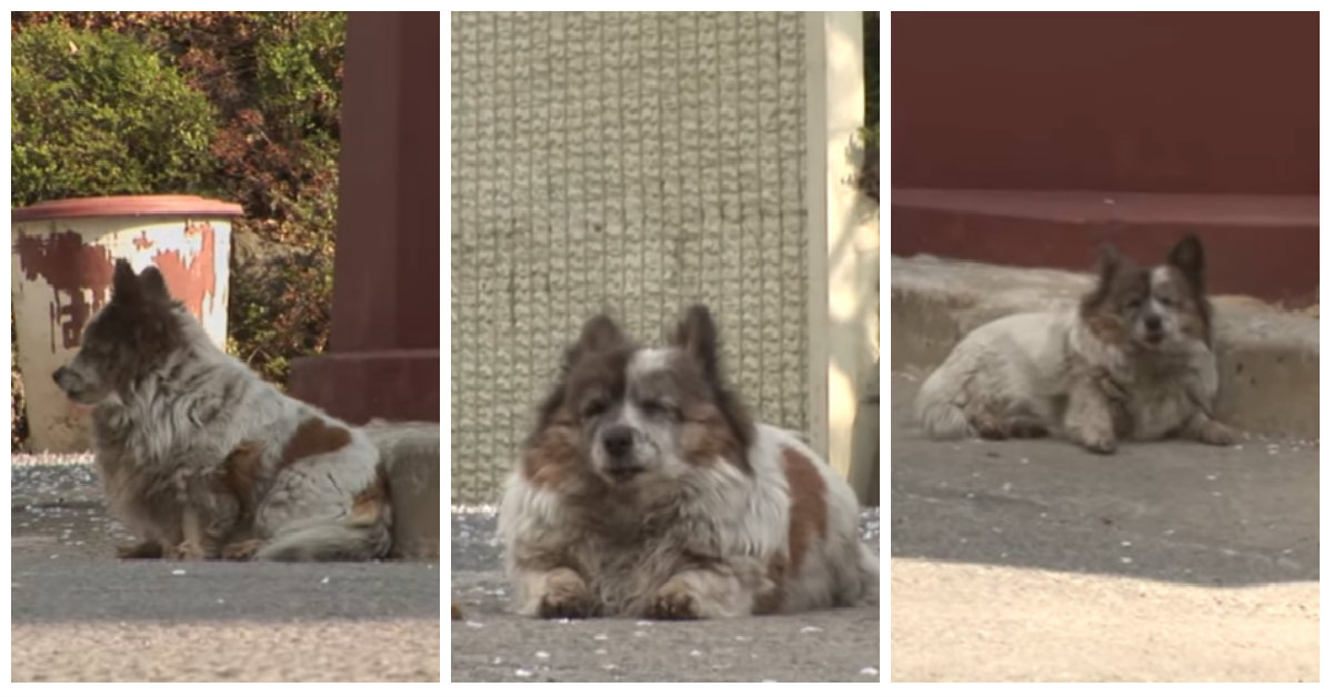 10 Yıl Önce Terk Edildiği Noktada Hala Sahibinin Dönmesini Bekleyen Minnoş Köpek