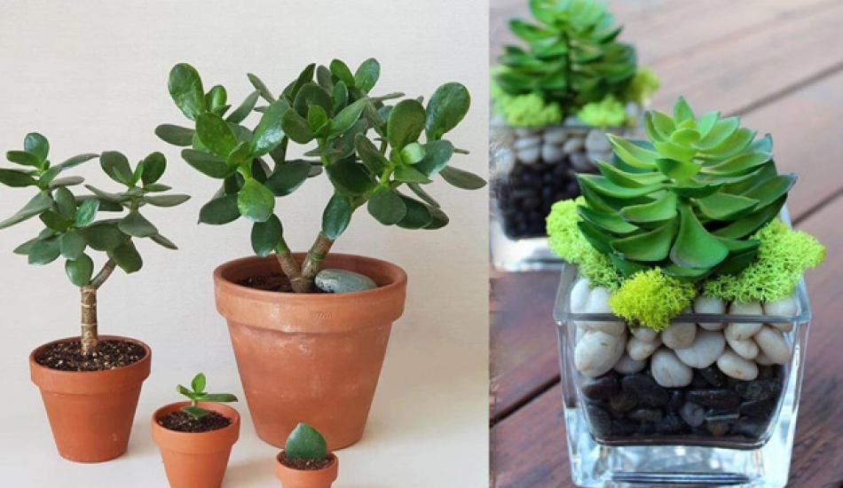 Crassula çiçeği bakımı nasıl yapılır? Crassula çiçeği yetiştirmenin püf noktaları