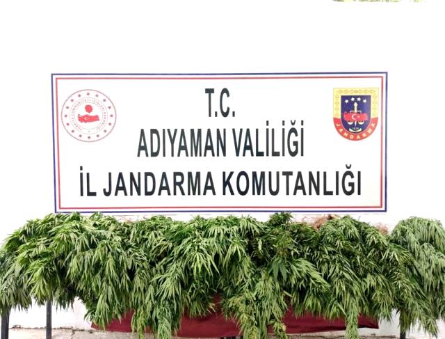 Adıyaman'da kenevir bitkisi ele geçirildi