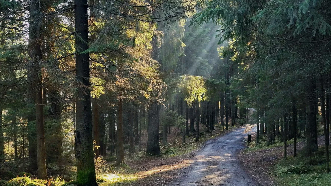 Bolu’da, 15 Eylül’e kadar ormanlara giriş yasaklandı