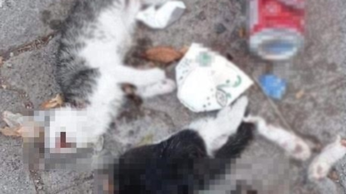 Giresun’da iki kedi yavrusu vahşice öldürüldü!