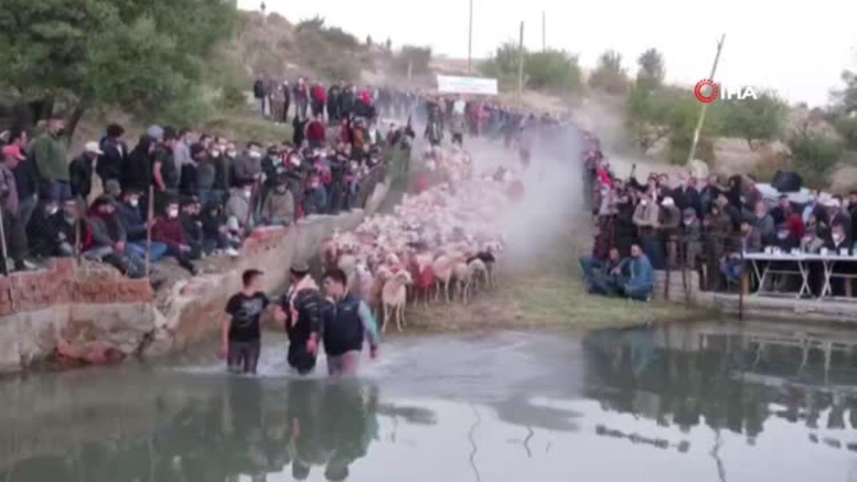 750 yıllık gelenek Hasanpaşa Köyünde yaşatıldı, çobanlar göletten geçirdikleri sürüleri zaptetmekte zorlandı