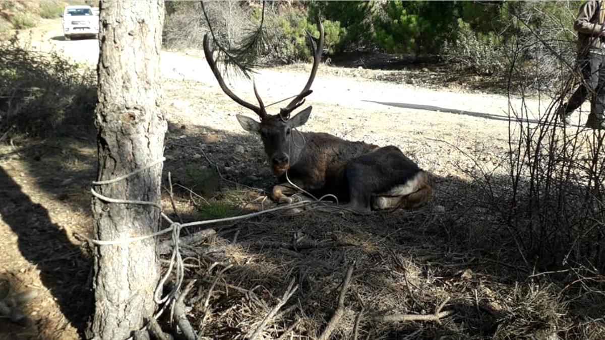 Akdağ'da yaralanan Kızıl Geyik tedavi altına alındı