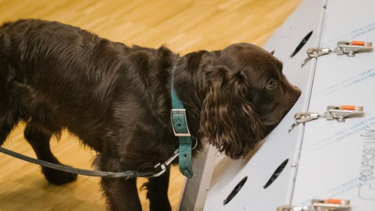 Almanya'da köpekler Korona testi yapacak