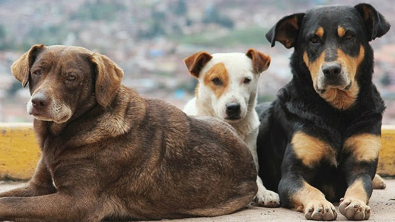 9 köpek zehirlenerek öldürüldü