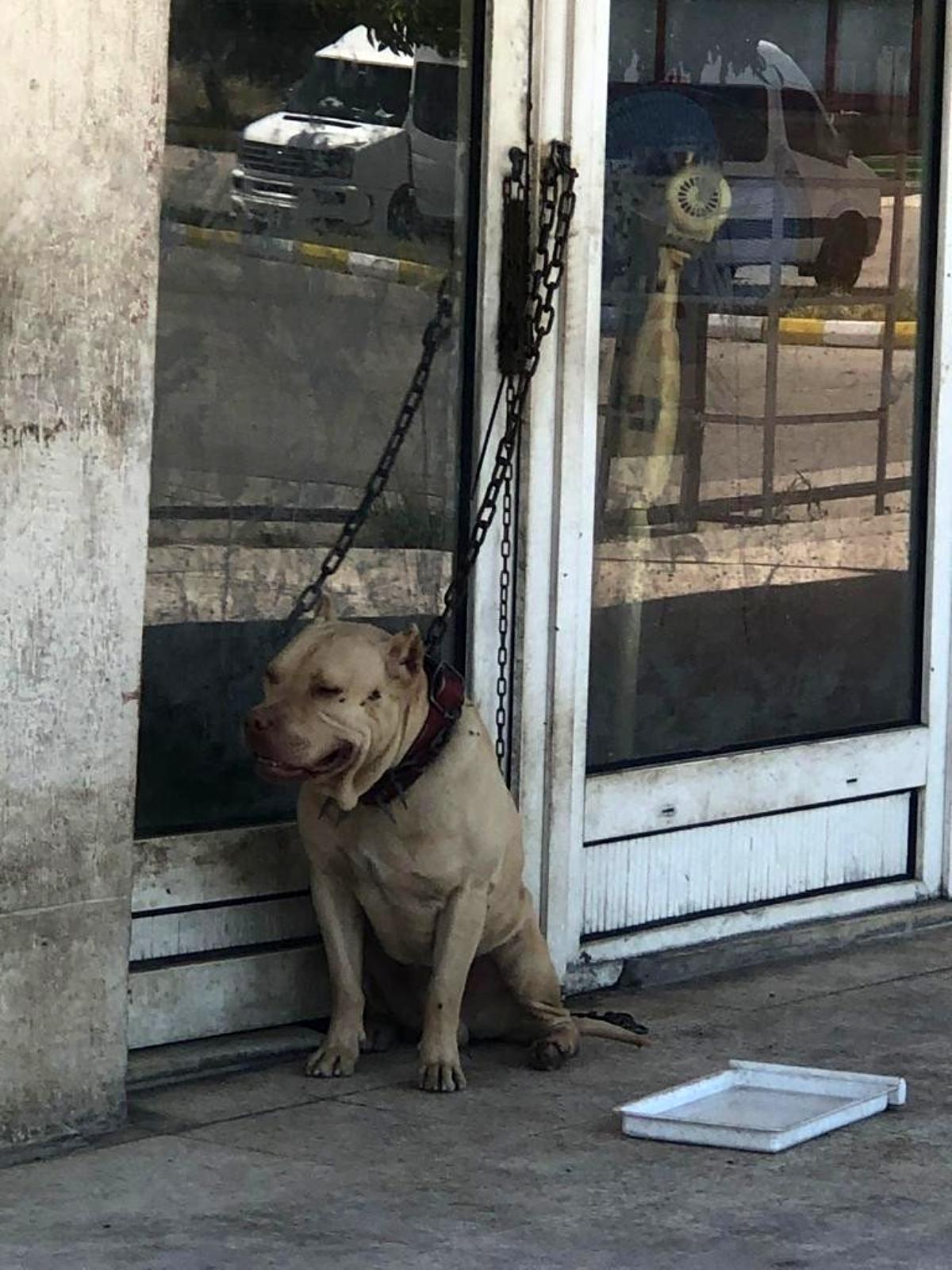 Adana'da tehlikeli ırk köpek sahibi 10 bireye para cezası