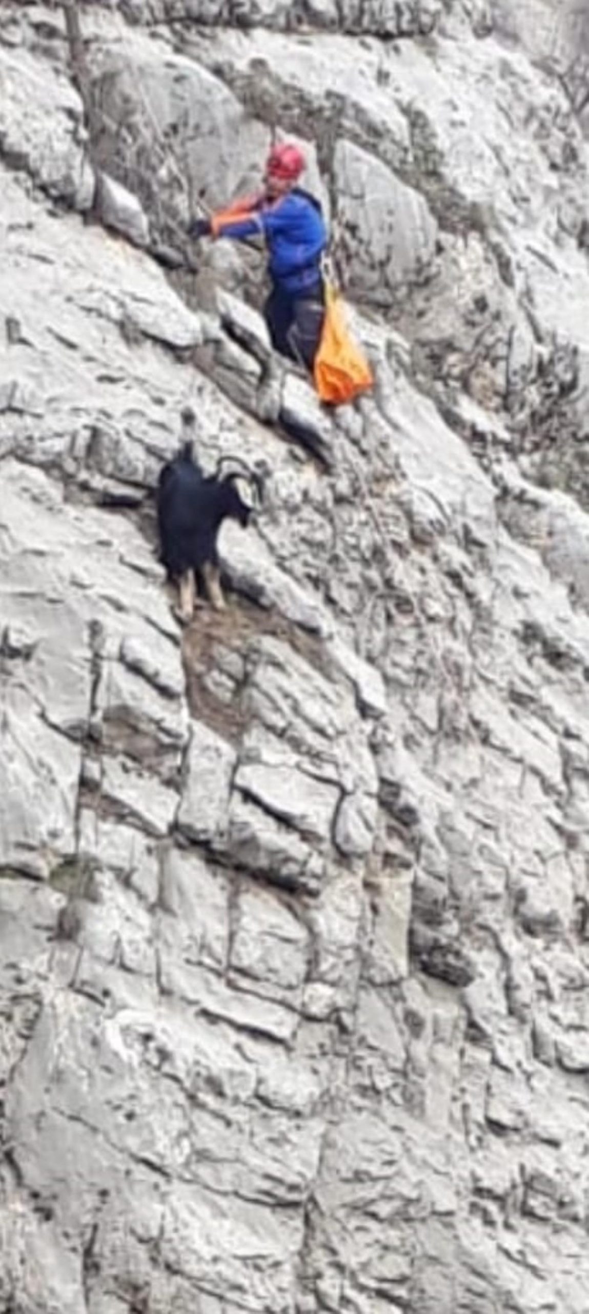 Adıyaman'da kayalıklarda mahsur kalan keçi AFAD takımlarınca kurtarıldı