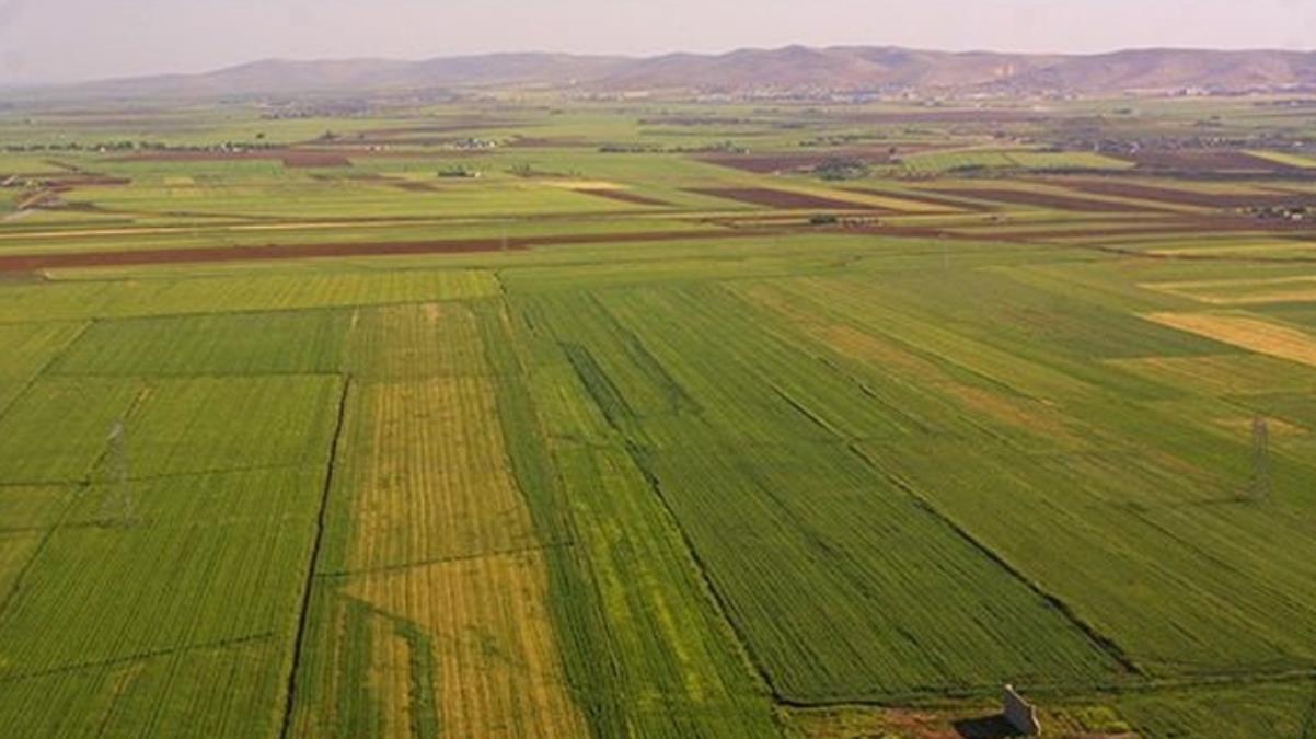 Atıl topraklarda hububat, baklagil ve yağlı tohumlu bitkiler takım tesis kurana yüzde 75 hibe verilecek