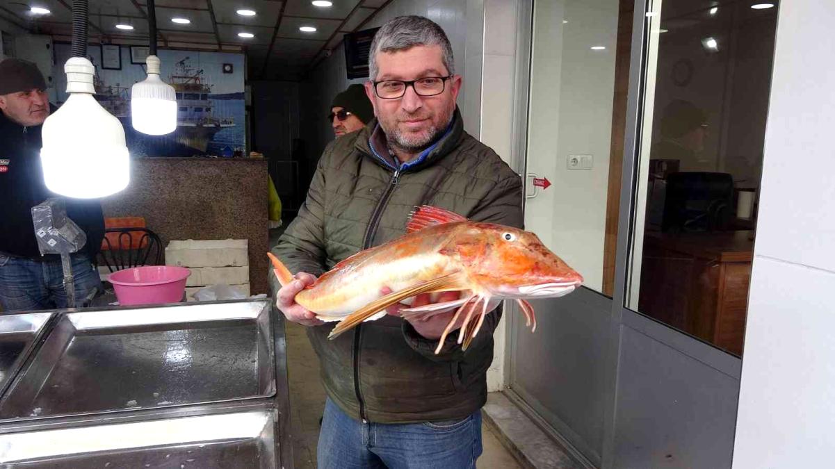 Az bulunan kırlangıç balığı Sinop'ta ağlara takıldı! Kilosu 150 TL'den satılıyor