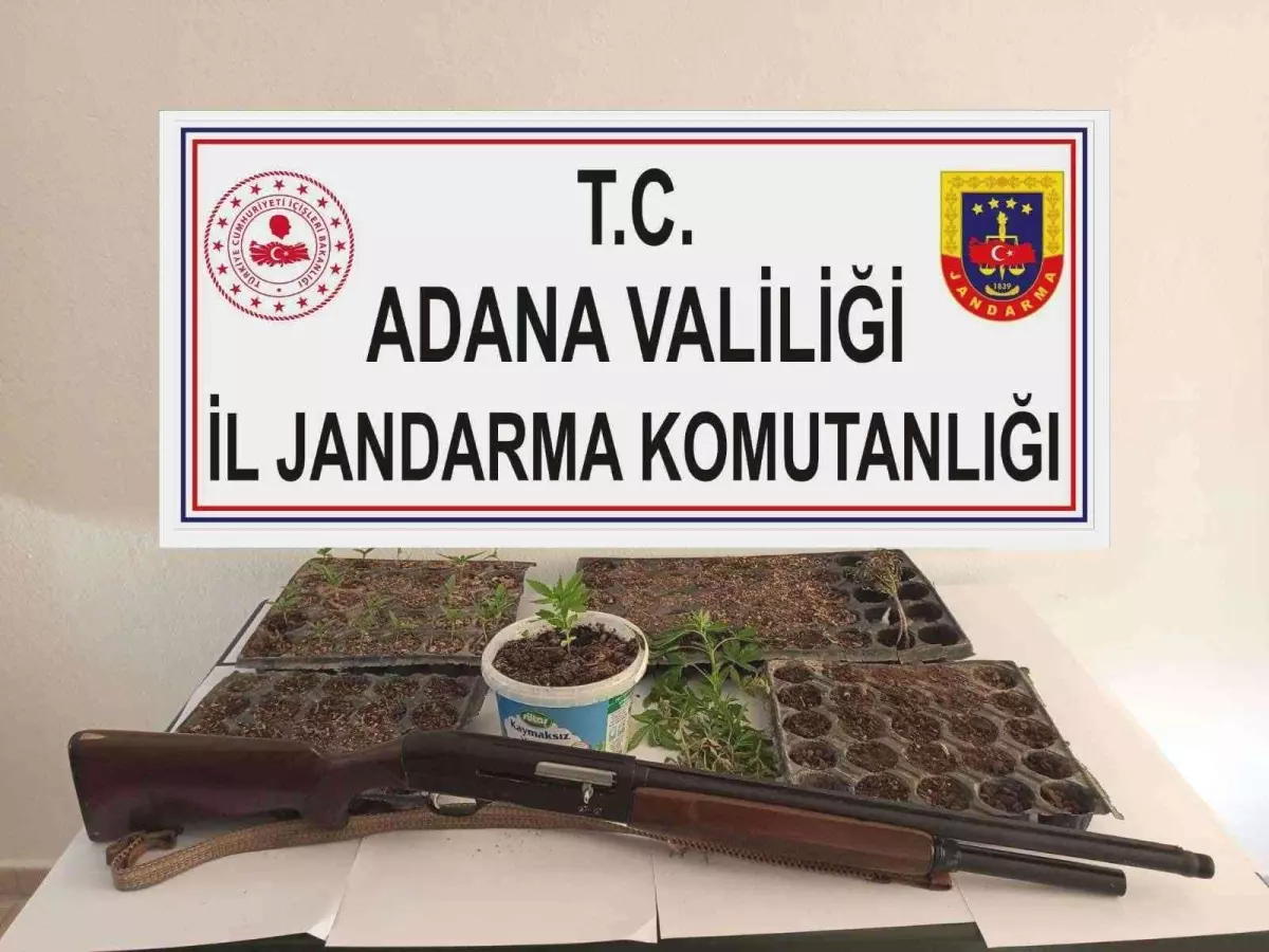 Adana'da kenevir eken 3 kişi yakalandı