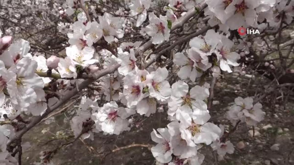 Akdamar Adası, çiçek açan badem ağaçlarıyla pembe ve beyaza büründü