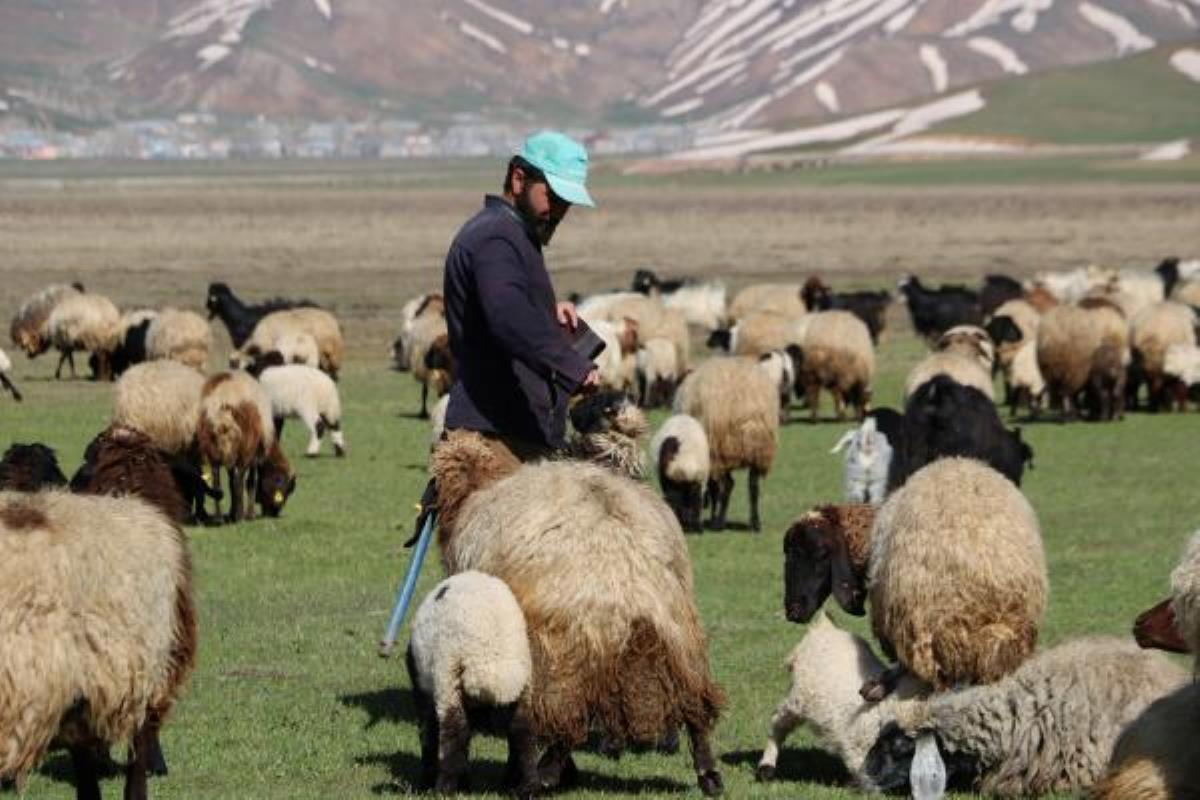 Aylık 7 bin liraya çoban bulamadılar, nöbet sistemine geçtiler