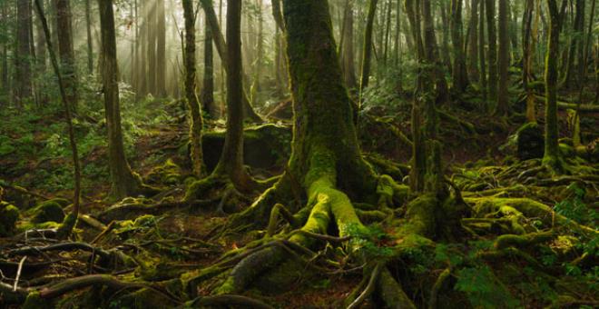 Bu ormana adım atan intihar ediyor! Dehşet sinemalarına bahis olan: Aokigahara