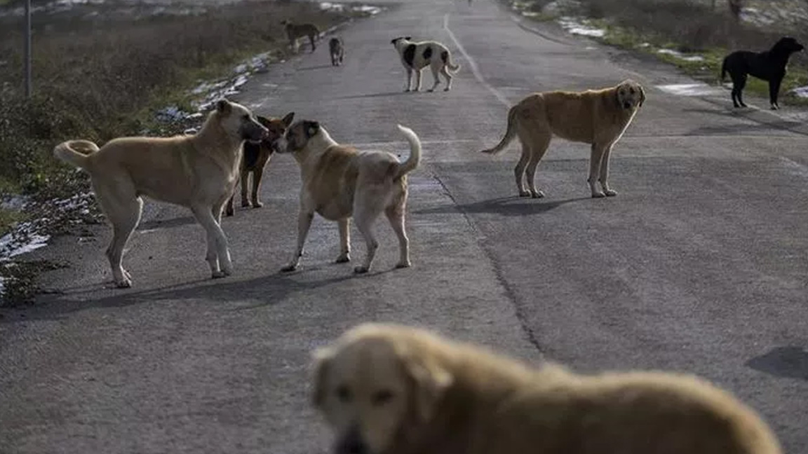 CHP'li Kaya'dan kanun teklifi: Kedi ve köpek mamalarındaki KDV yüzde 1'e düşürülsün