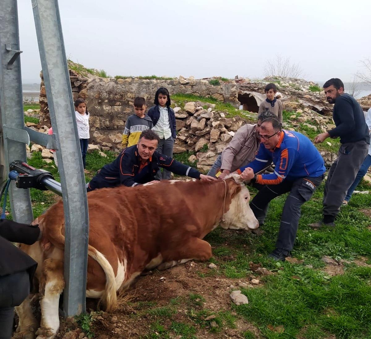 Demir direk ortasında sıkışan ineği AFAD takımları kurtardı