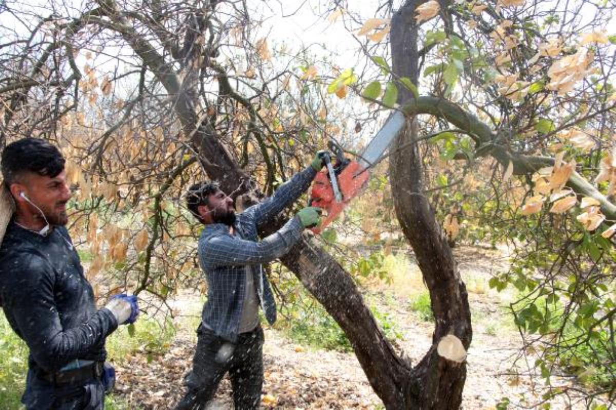 Dondan ziyan gören narenciye ağaçları kesiliyor