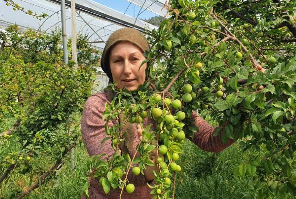 Dönemi 600 liradan açmıştı! Hasat artınca fiyatı düştü