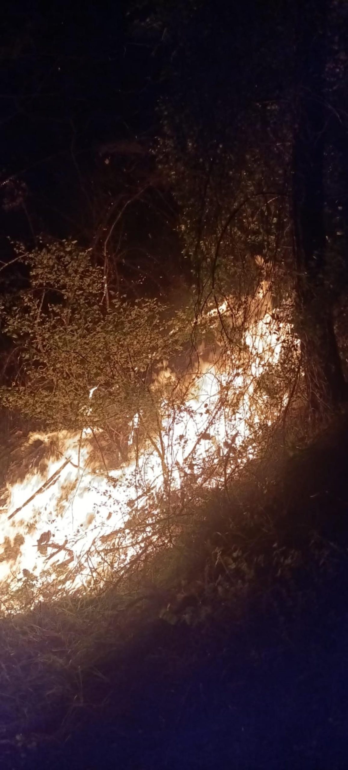 Adana'da çıkan orman yangınına müdahale ediliyor