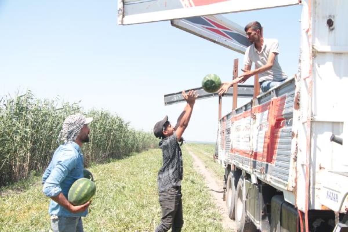 Adana'da karpuz hasadı başladı