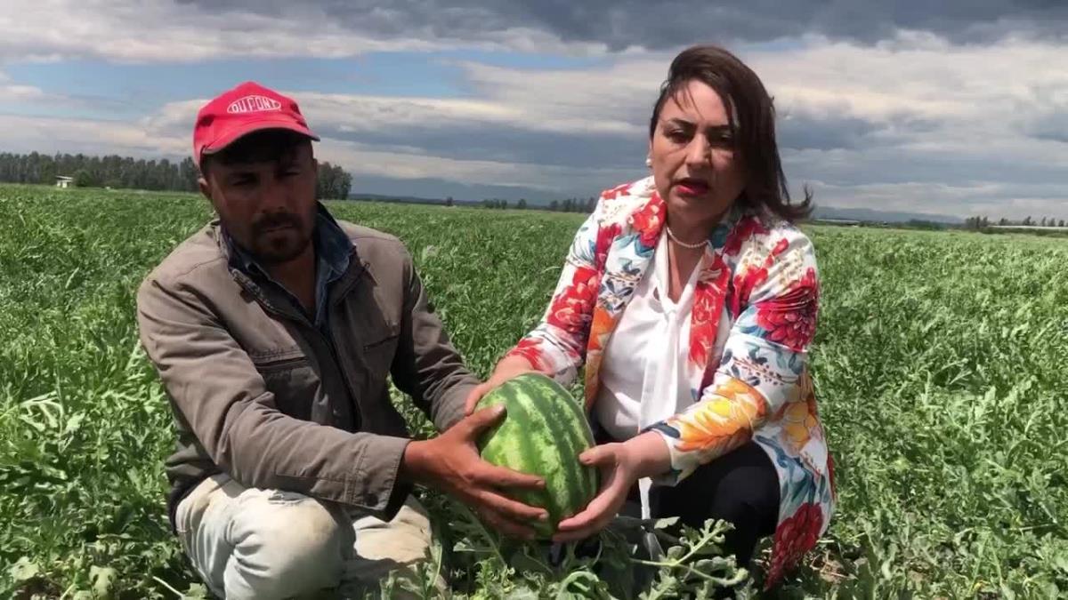 Adanalı Karpuz Üreticisi: Geçen Yıl 1 Dönüm Karpuzu 4 Bin Liraya Mal Ederken Artık 12 Bin Liraya Mal Ediyorum