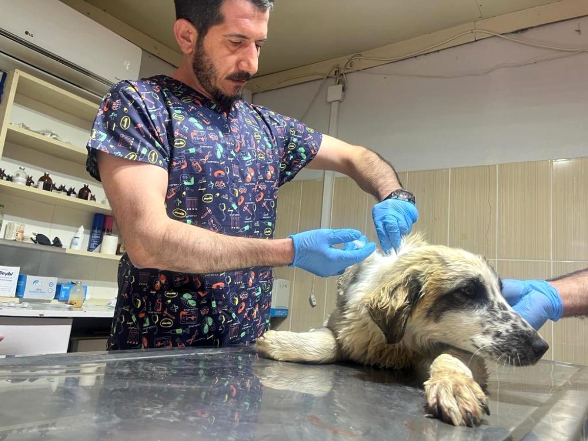 Adıyaman'da yaralı köpek tedavi altına alındı