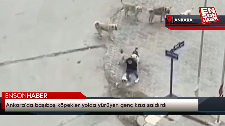 Ankara'da başıboş köpekler yolda yürüyen genç kıza saldırdı