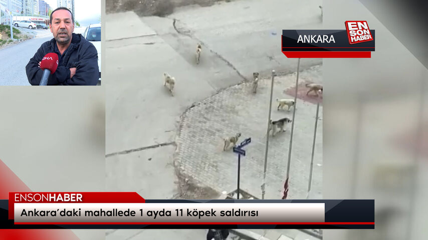 Ankara’daki mahallede 1 ayda 11 köpek saldırısı