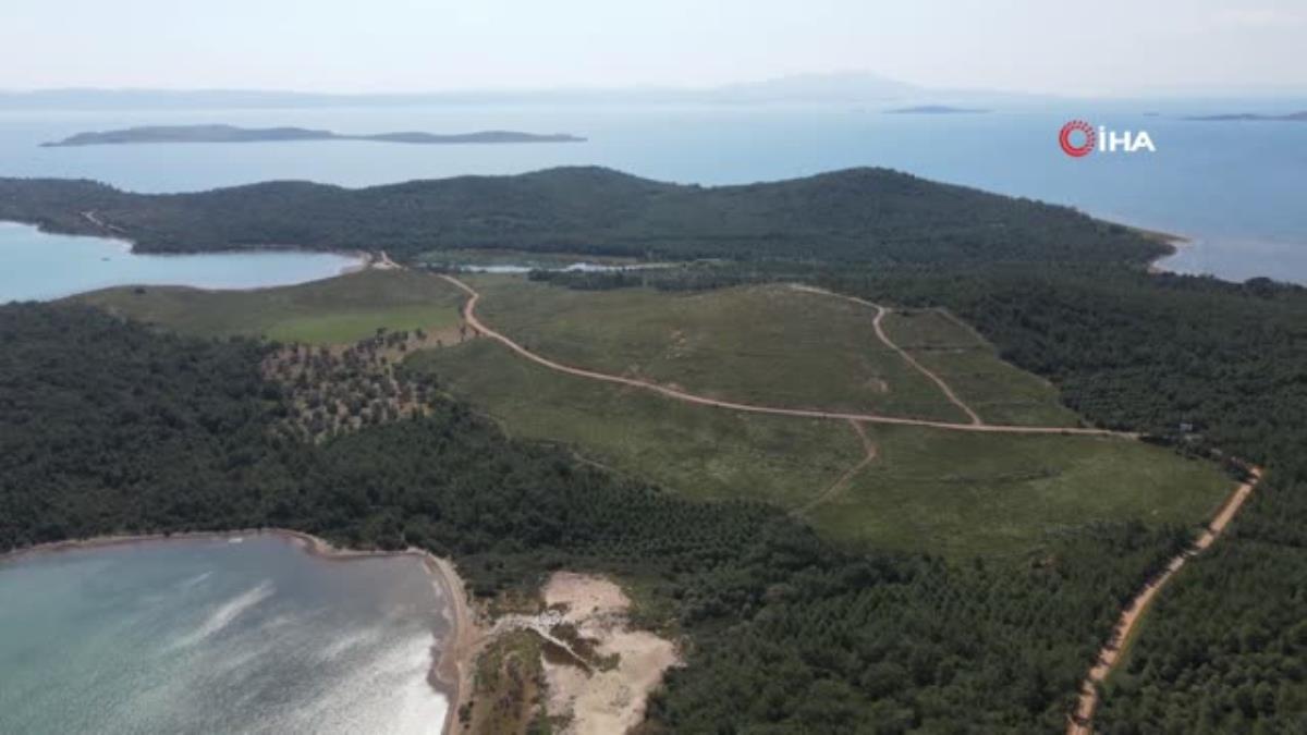 Ayvalık'ta yanan ormanlık alanlarda yeşil tekrar hayat buluyor