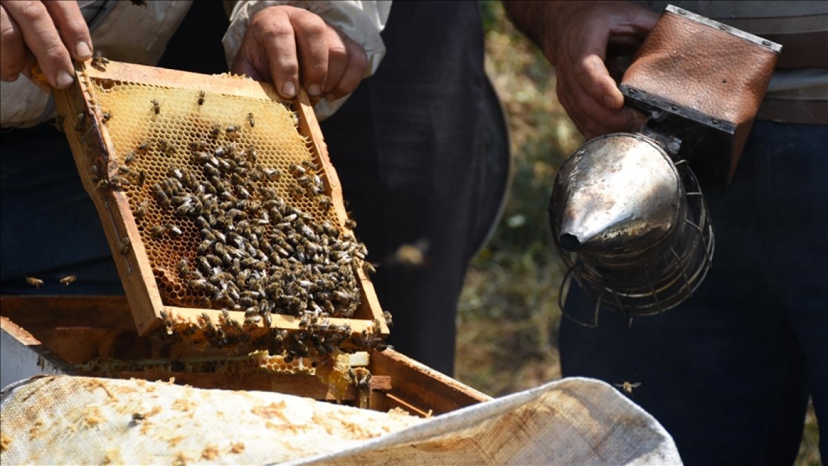 Bilecikli arıcı kovanları taşıyarak kaliteyi artırıyor