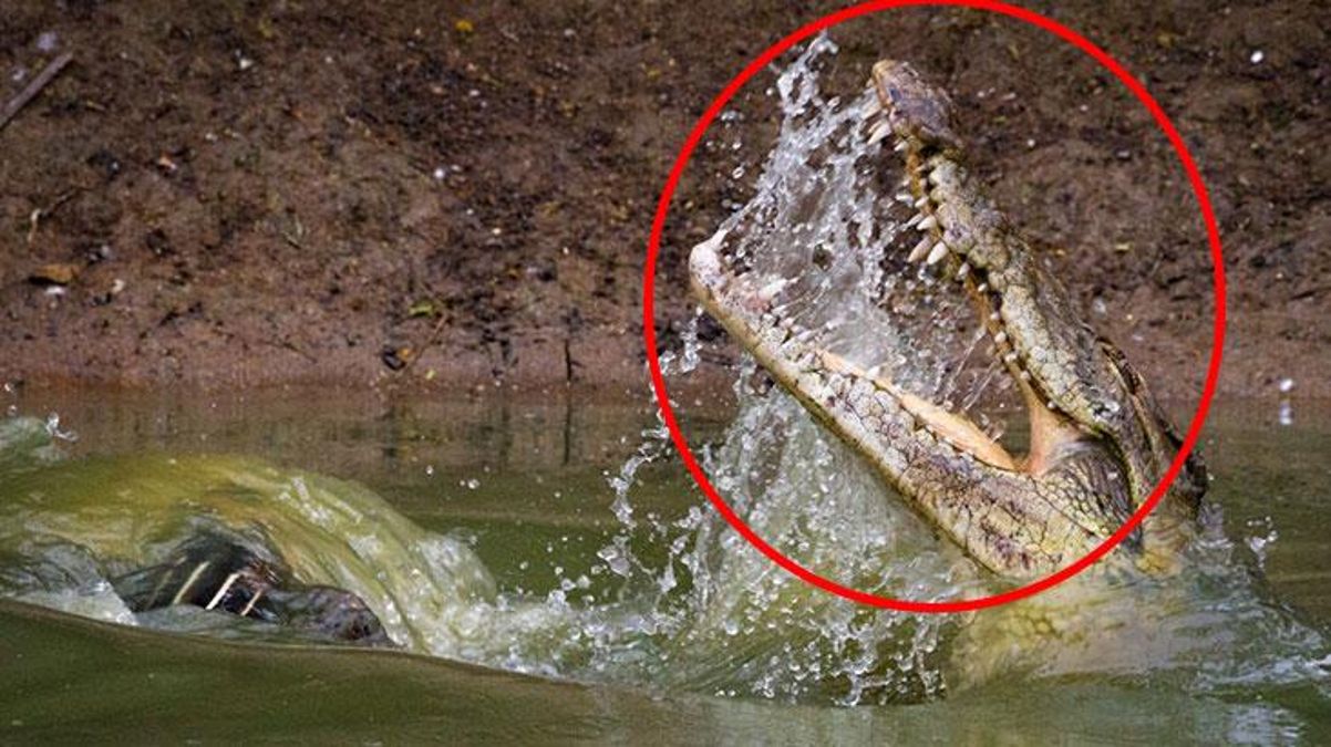 Irmağın içinden birdenbire fırlayan timsah, çocuğu kaptı! 10 dakika sonra olanlara kimse inanamadı