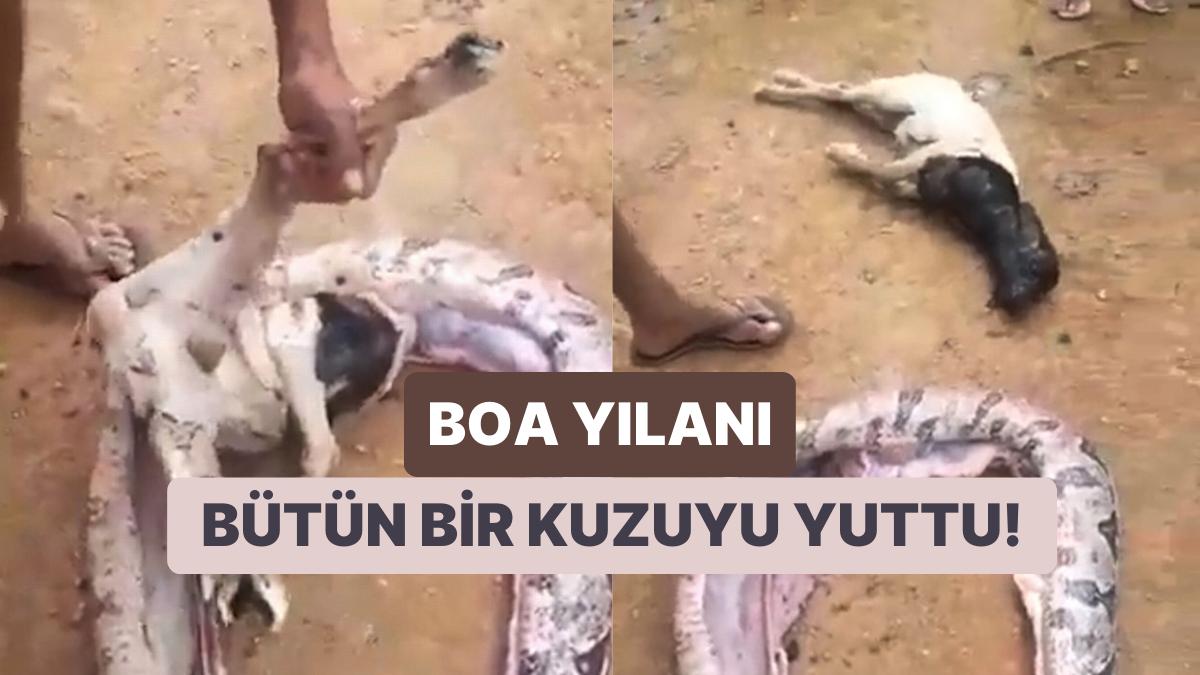 6 Metre Uzunluğunda Devasa Boa Yılanı Bir Koyunu Bütün Olarak Yuttuktan Sonra Yakalandı ve Karnı Açıldı