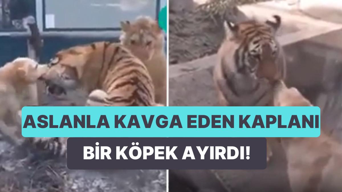 Aslan ile Kaplan Arbede Ederken Onların Ortasına Girerek Hengameyi Önlemeye Çalışan Köpeğin Viral Olan İmgeleri