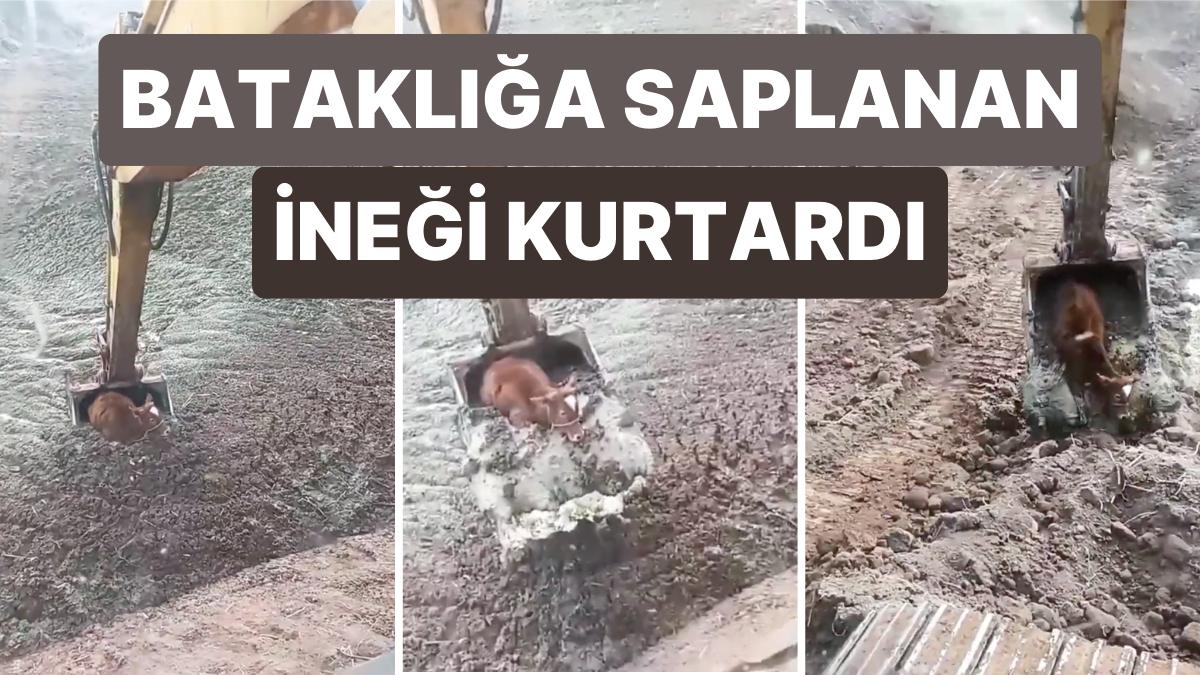 Bataklığa Saplanan Bir İneği Kepçesiyle Kurtararak Hepimizin Umutlarını Yeşerten Yeterli Yürekli Operatör