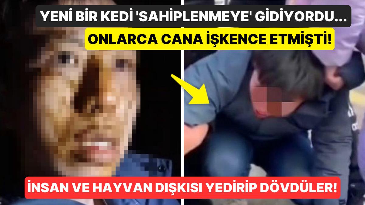 Dışkı Yedirdiler! Kedilere Öldüresiye Azap Eden Adamı Bulup Dövdüler