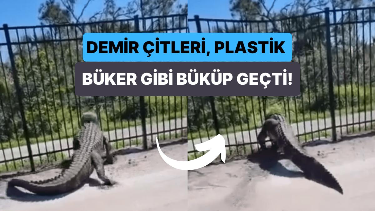 Hiç Zorlanmadan Demir Çitleri Büküp Geçen Godzilla Lakaplı Timsahın İzleyenleri Şaşkına Uğratan İmgeleri