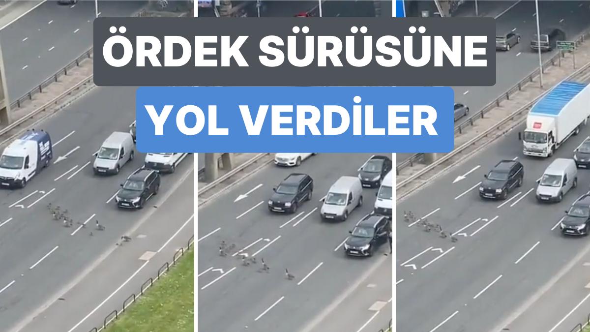 Bir Otoyolda Karşıdan Karşıya Geçen Ördek Sürüsü İçin Tüm Araçlar Durdu