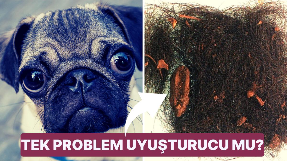 Aydın'daki En Eski Düz Yüzlü Köpek, 3 bin Yıllık Saçtaki Uyuşturucu; Nisan 2023'ün Kıymetli Arkeoloji Keşifleri