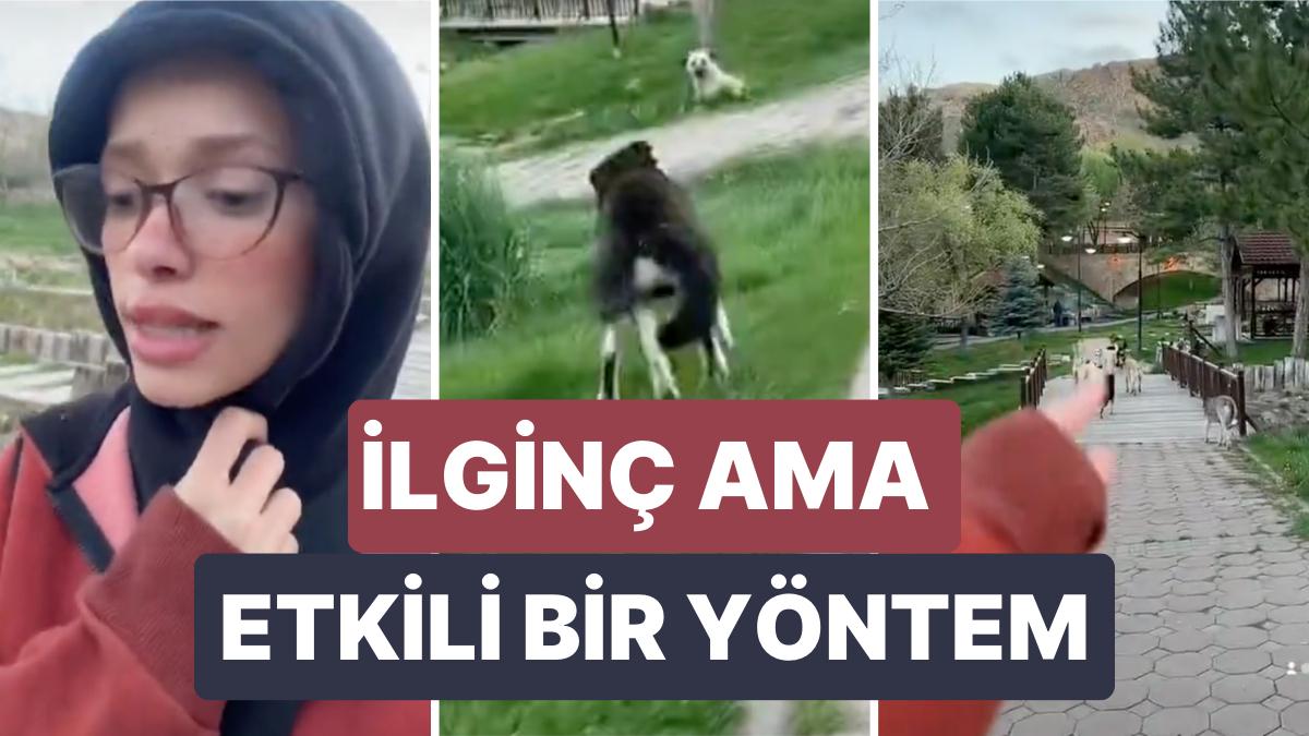 Başıboş Sokak Köpeklerinden Kurtulmak İçin Değişik lakin Tesirli Bir Metot Geliştiren Genç Kız