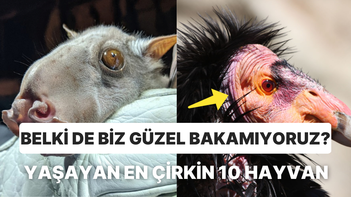 Dünyanın En Berbat 10 Hayvanı: Yakışıksız Olduklarına Bakmayın, Çok Sevimliler!