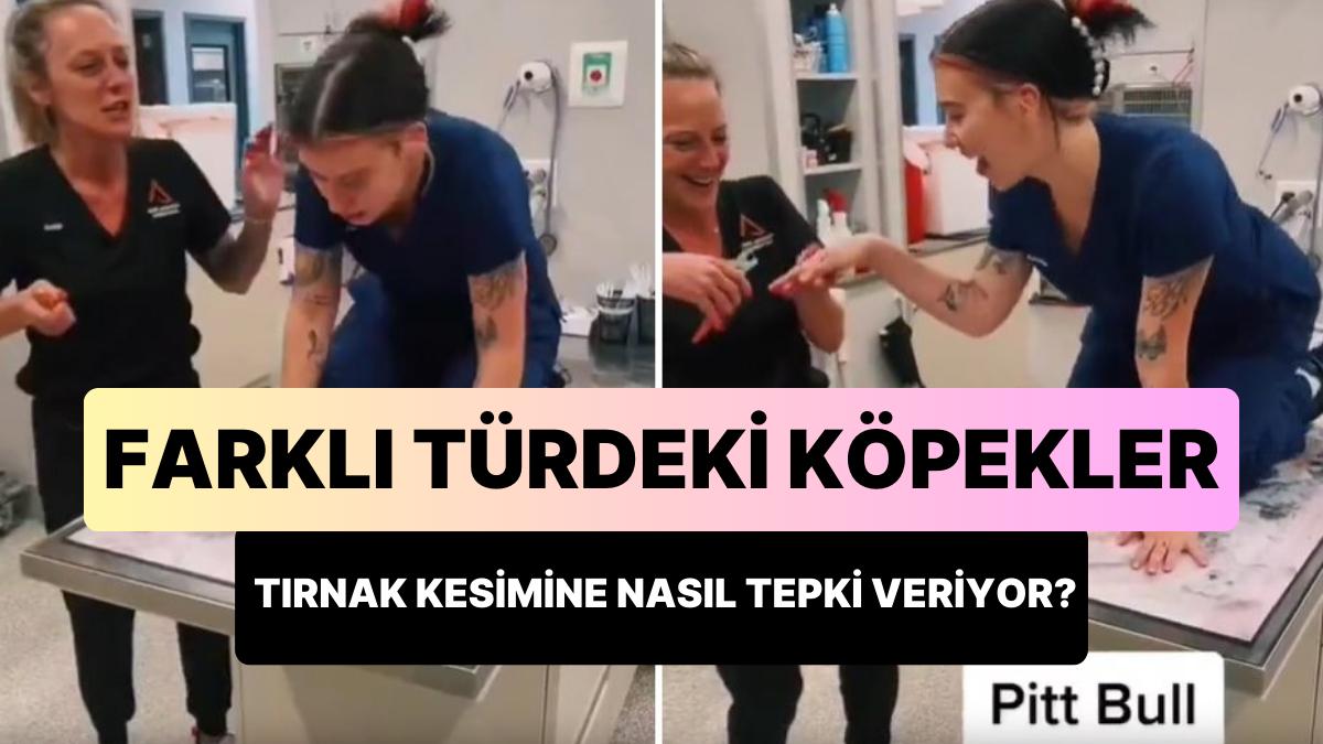 'Farklı Çeşitteki Köpeklerin Tırnak Bölümüne Verdikleri Tepkileri' Gösteren Bayandan Oscarlık Performans