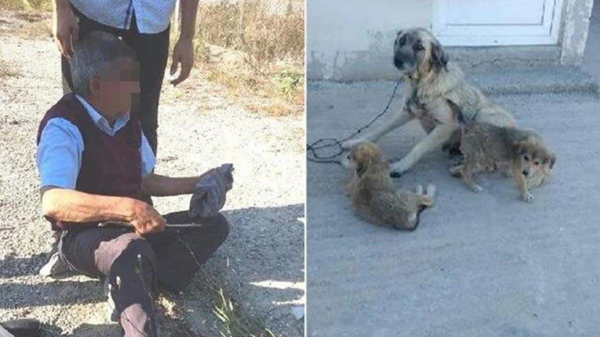 Köpeğe Cinsel Taarruz Sanığına Ödül Üzere Ceza