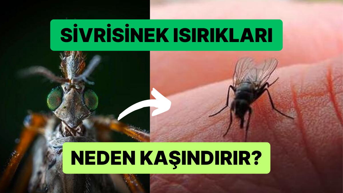 Yazın Gelmesiyle Ortaya Çıkan Sivrisineklerin Isırığı Neden Kaşındırır?