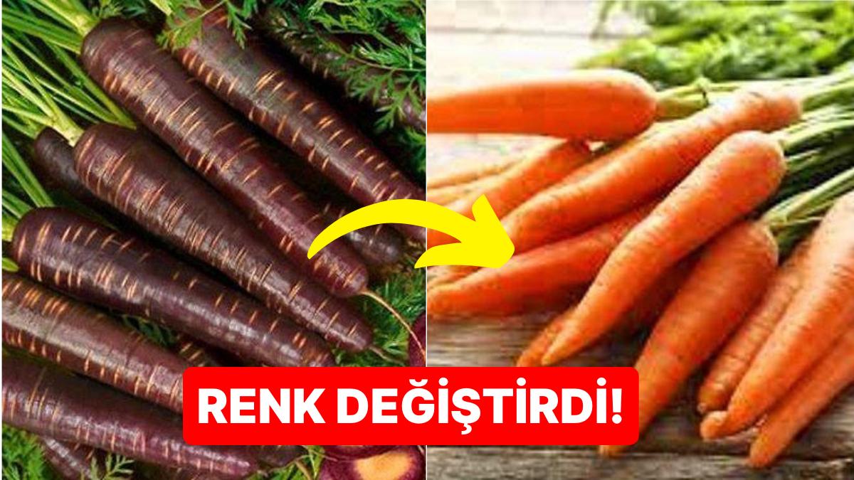 16. Yüzyıla Kadar Mor İken Sonradan Turuncuya Dönen Havuç Hakkında Birbirinden Değişik Gerçekler