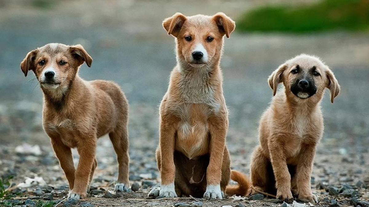 17 Köpek Ağaca Asılı Halde Bulunmuştu: 'Bu Büsbütün Psikopatlık'