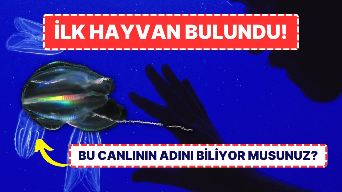 Bilim Dünyasının Yüzyıllık Gizemi Çözüldü: Dünya Üzerindeki Birinci Hayvanın Ne Olduğu Bulundu!