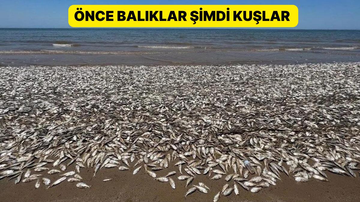 Böylesi Ne Görüldü Ne de Duyuldu: Binlerce Hayvan Öldü