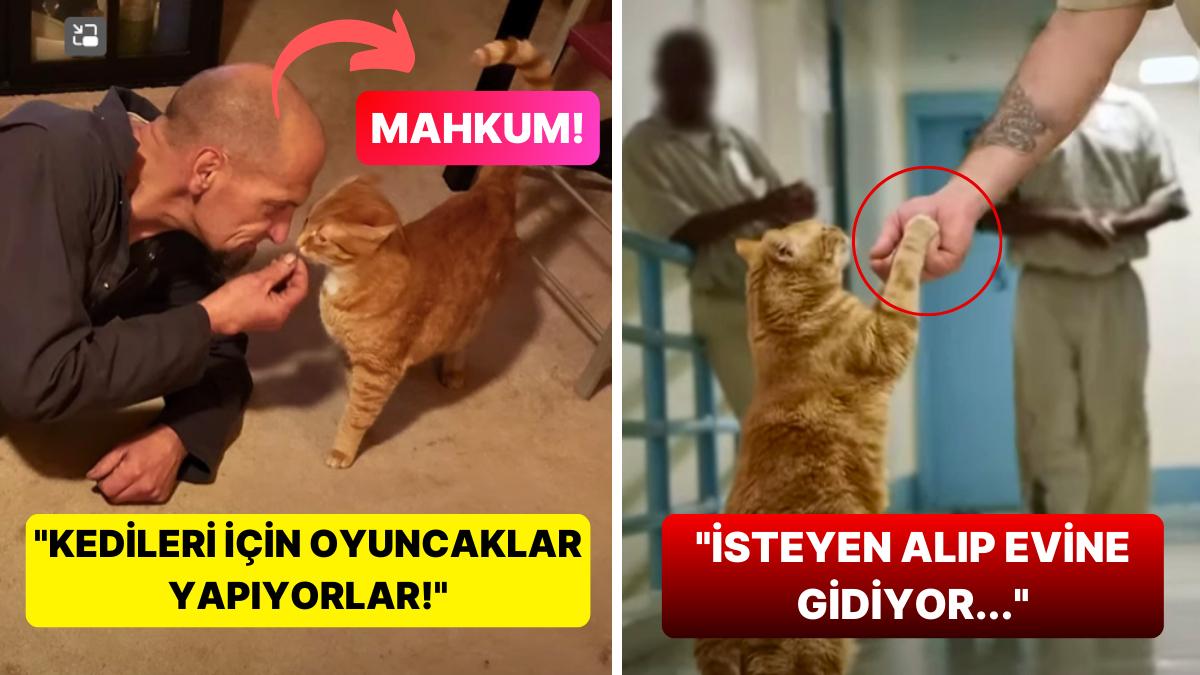 Bu Hapishanede Kediler de Yaşıyor! Mahkumların Kedi Bakabileceği Farklı Hapishanenin Tüm Ayrıntıları