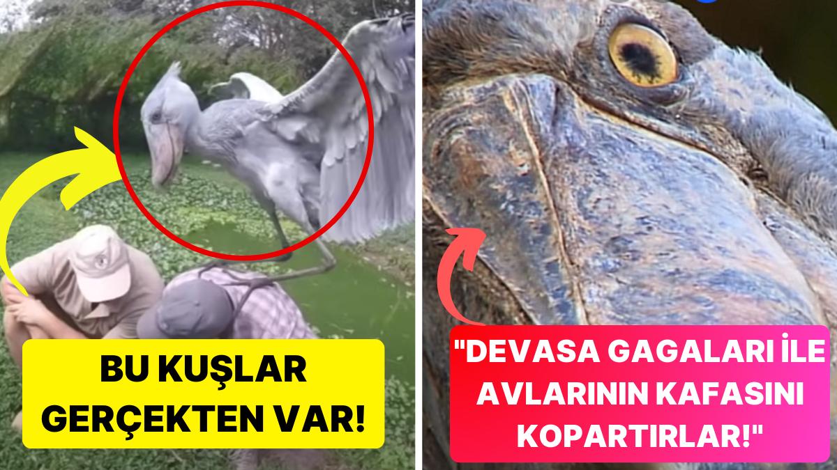 Dinozor Sinemalarından Fırlamış Üzere Gözüken Büyüleyici ve Müthiş Görünümlü Shoebill Kuşları!