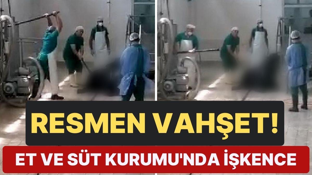 Et ve Süt Kurumu'nda Huysuzlanan Hayvanın Başına Tekraren Sopayla Vurdu